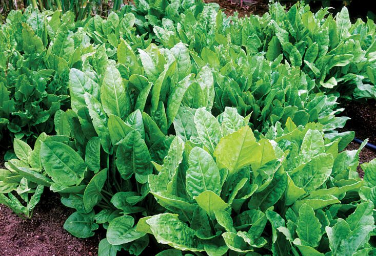 What is Sorrel? Image